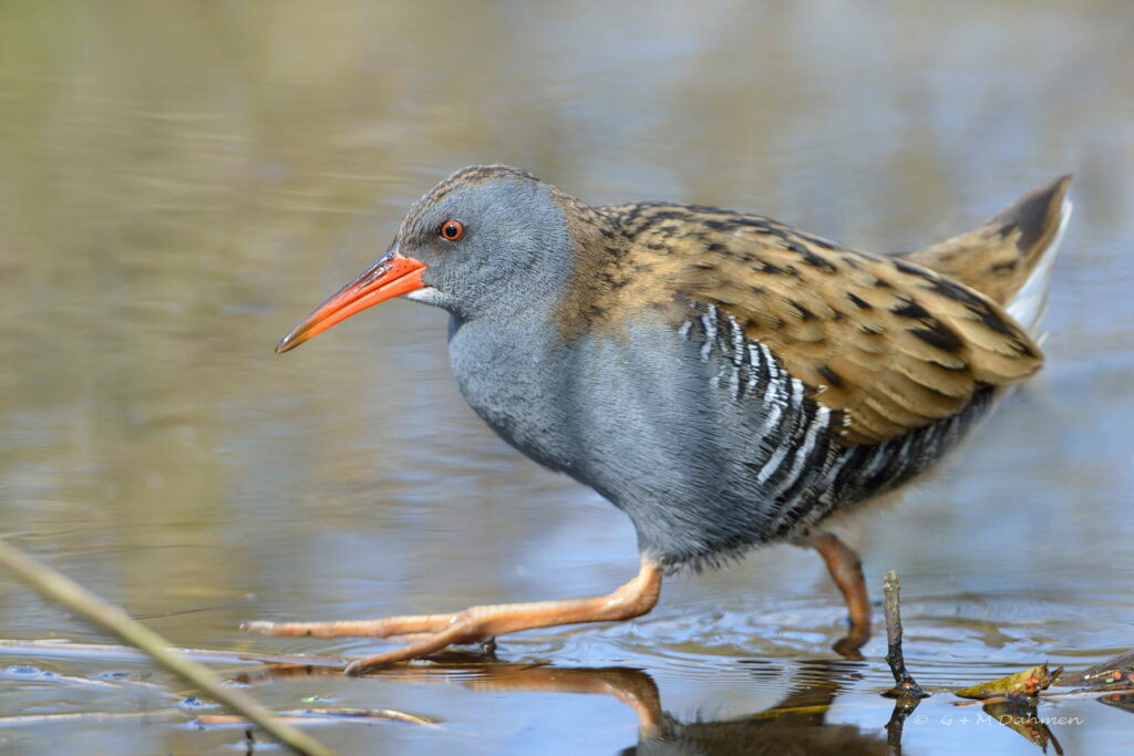 Wasserralle