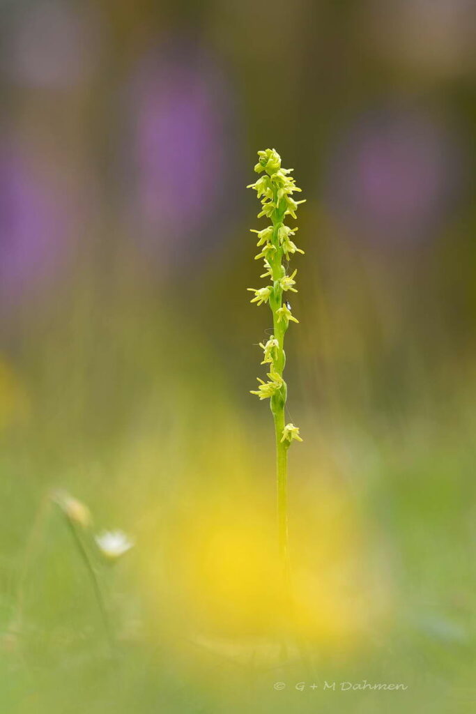 Honigorchis