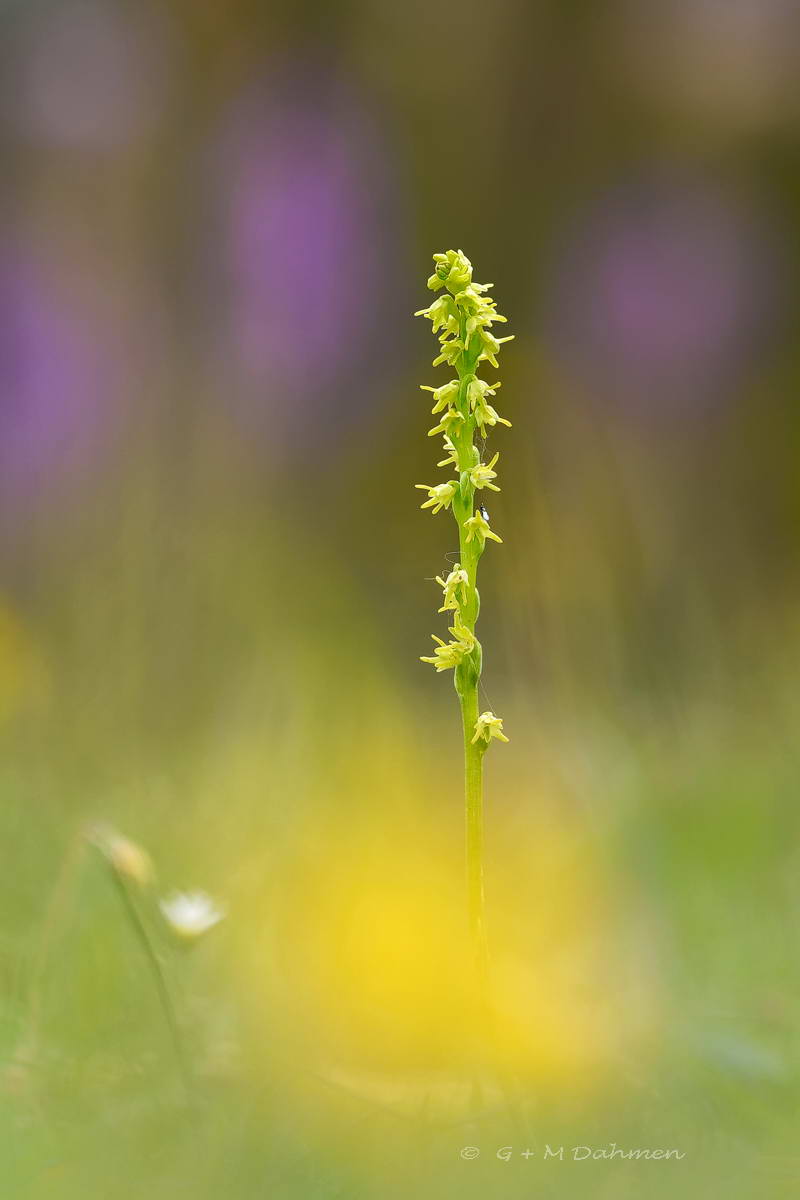 Honigorchis