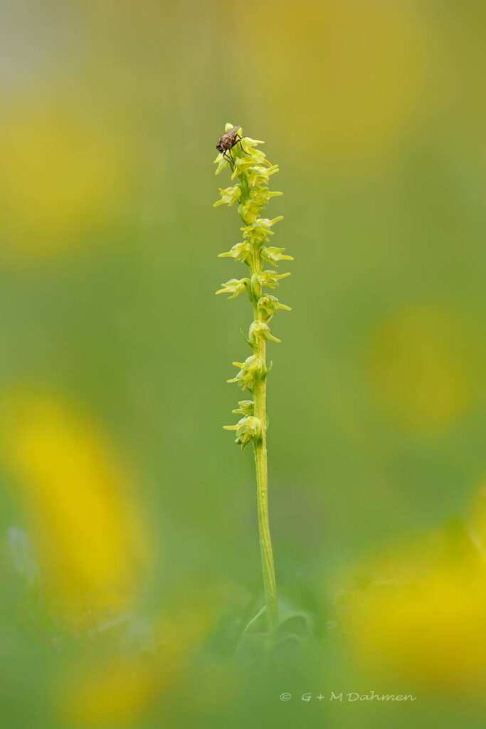 Honigorchis