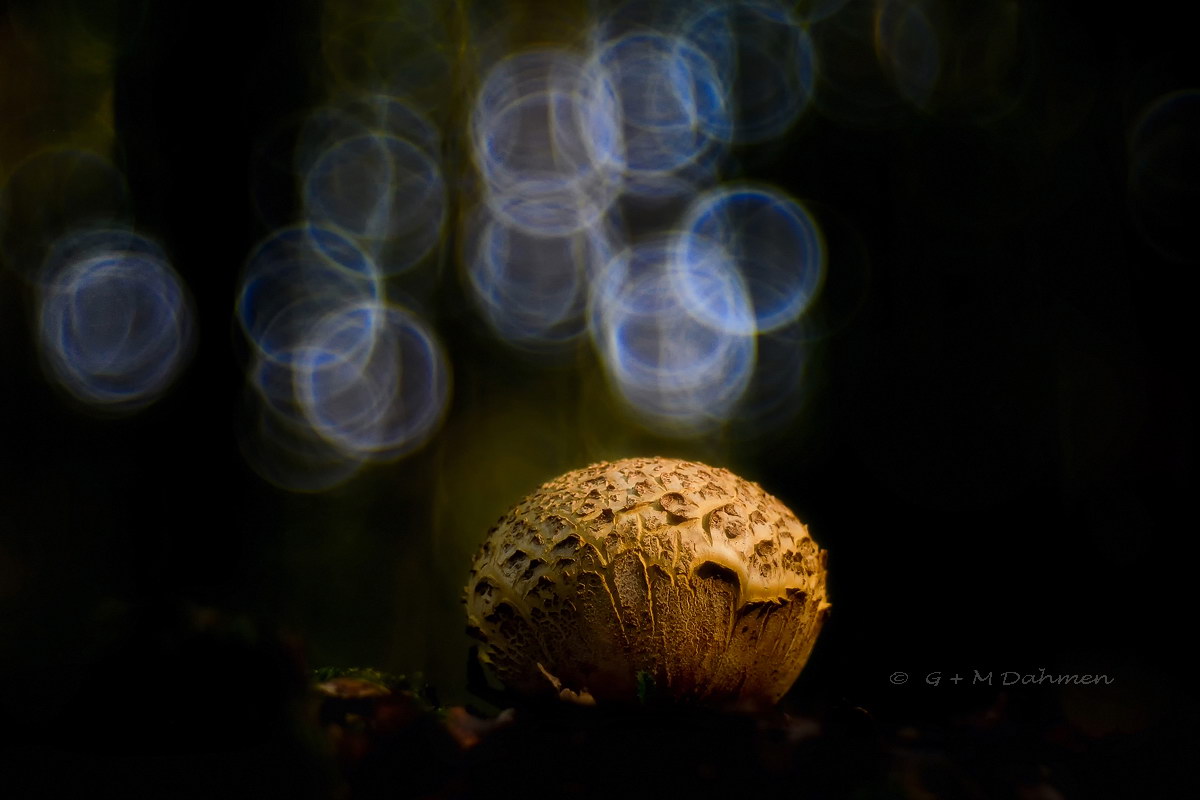 Kartoffelbovist