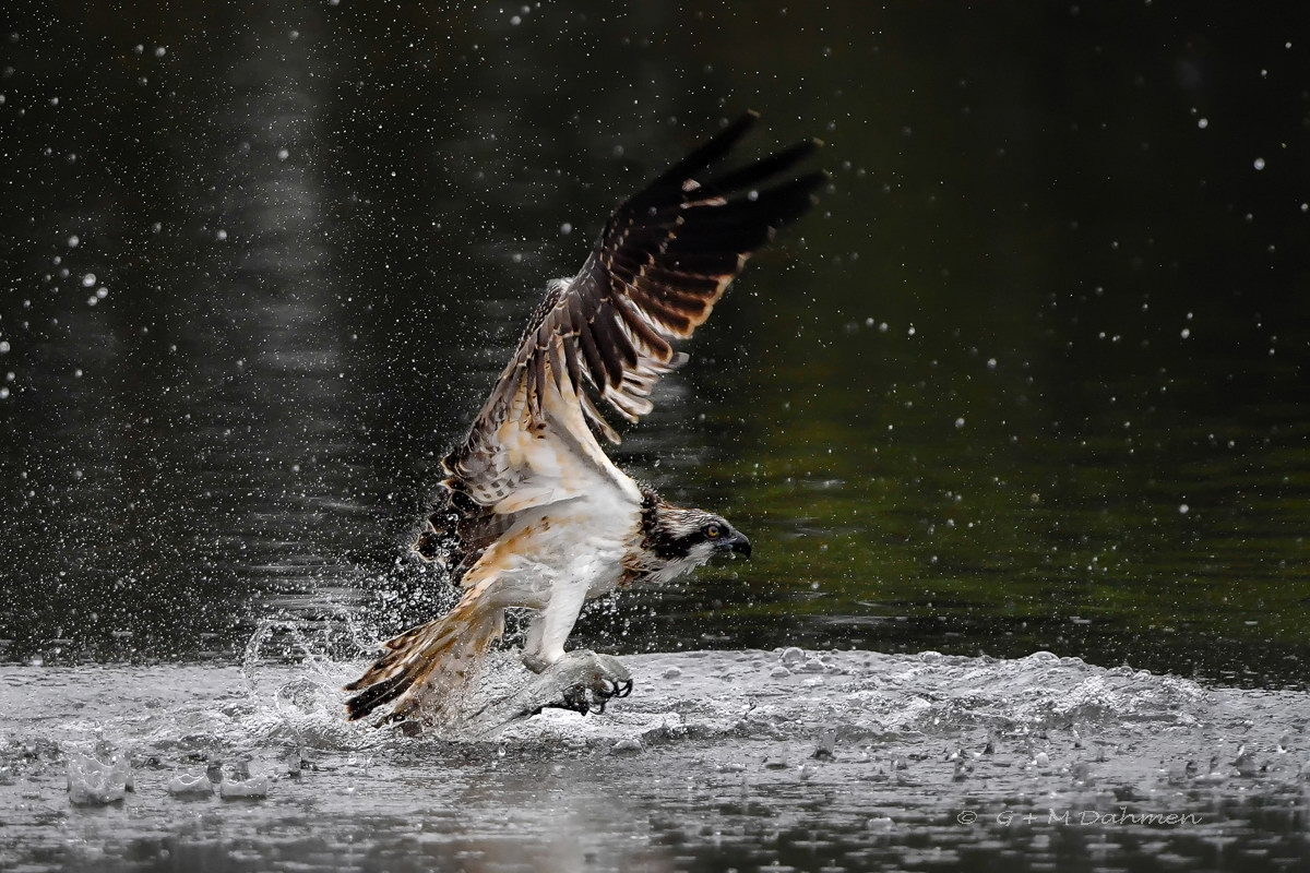 Mäusebussard im Kampf