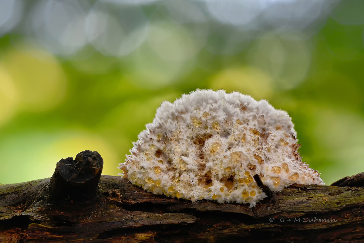 Zitronengelbes Holzbecherchen