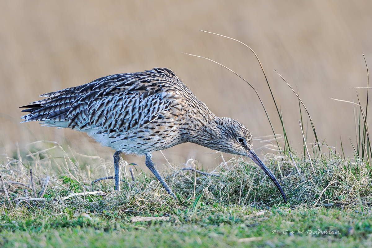 Großer Brachvogel