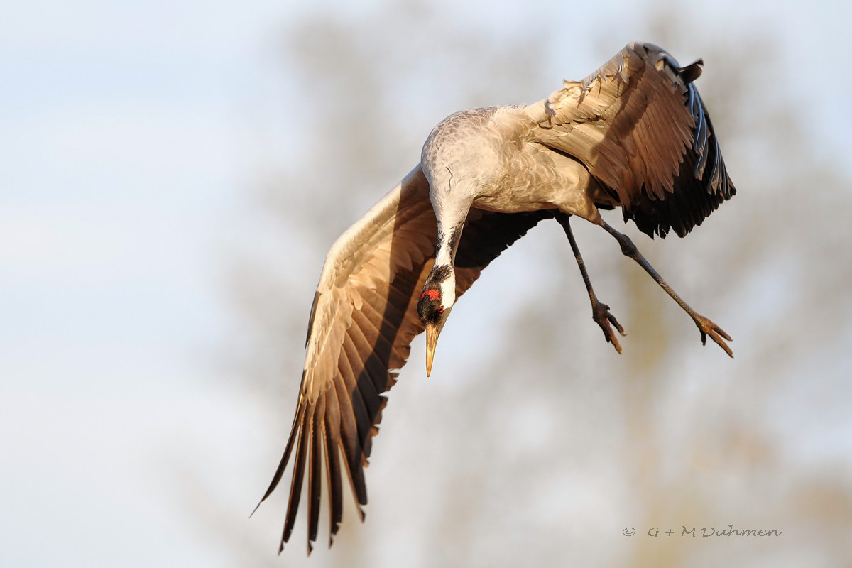 Kranich im Landeanflug