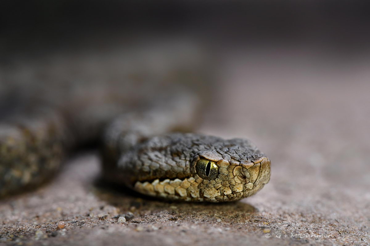 Aspisviper