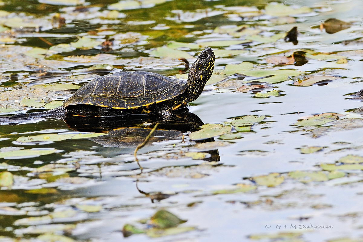 Europäische Sumpfschildkröte