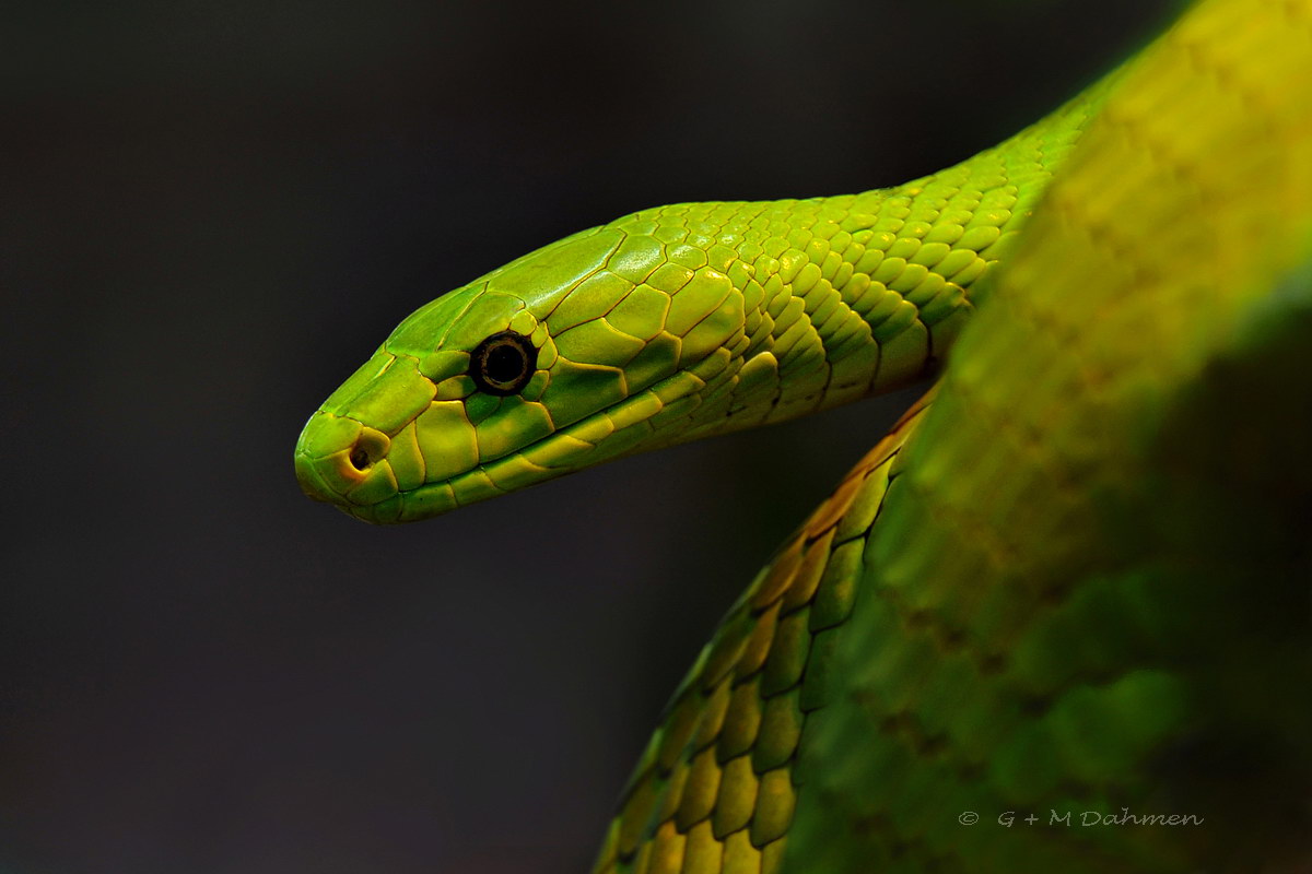 Grüne Mamba, Dendroaspis viridis