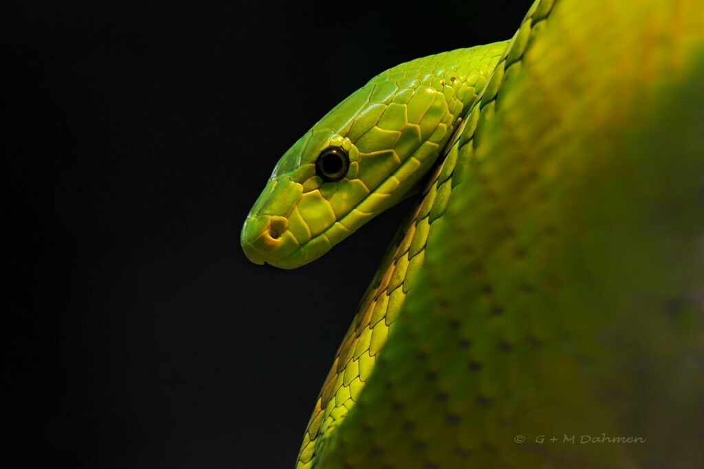 Grüne Mamba (Dendroaspis viridis)