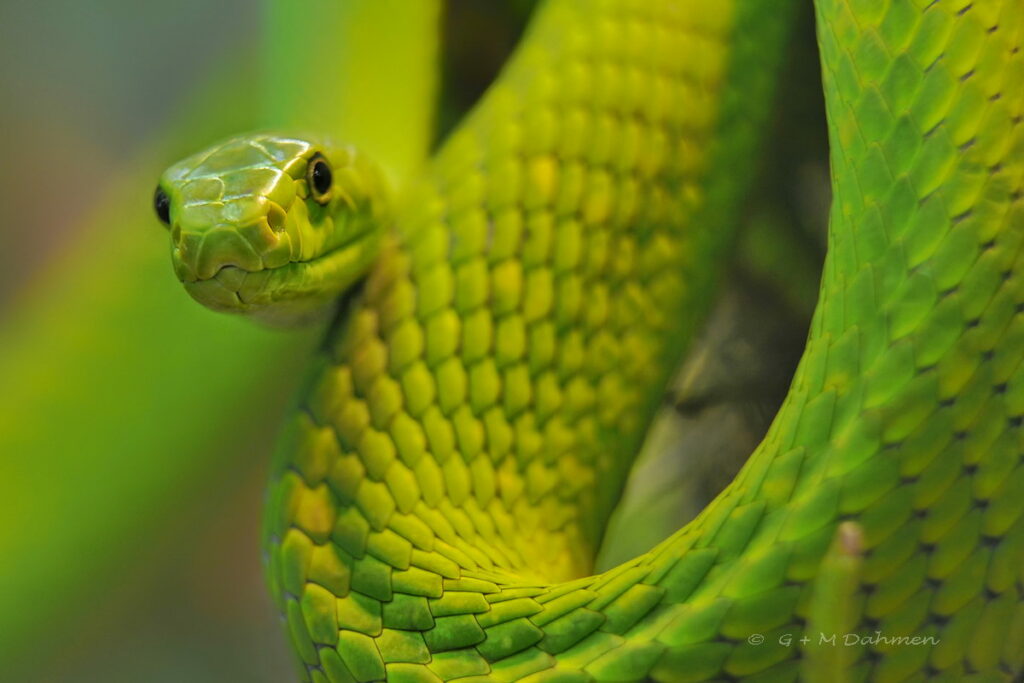 Grüne Mamba (Dendroaspis viridis)
