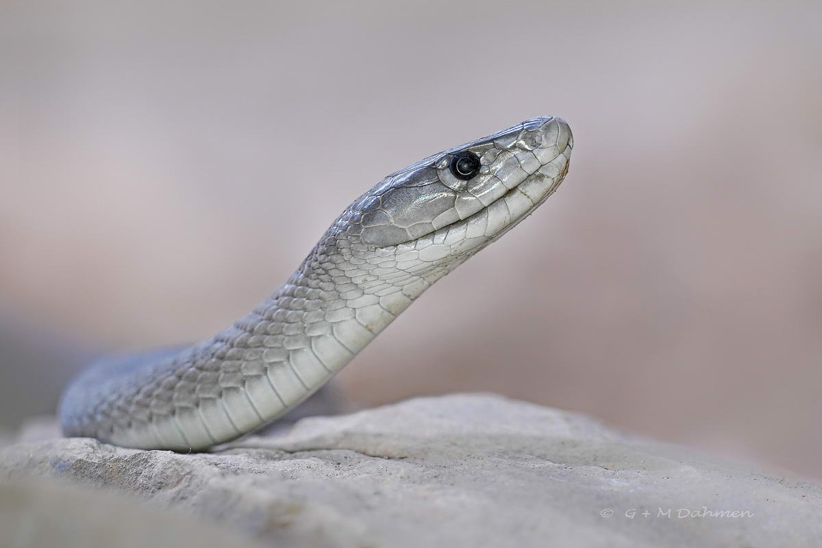 Schwarze Mamba