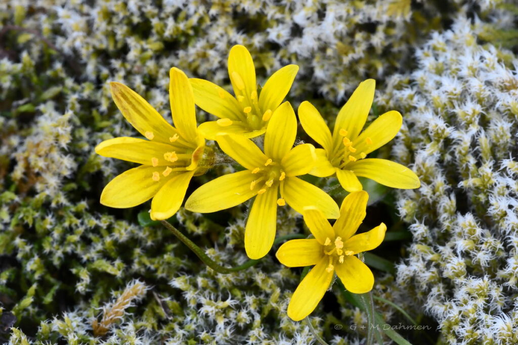 Felsen-Goldstern