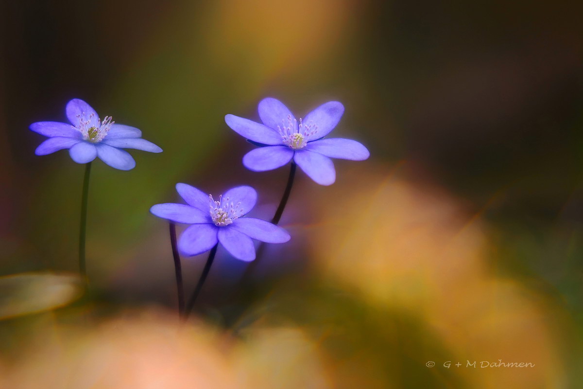 Leberblümchen