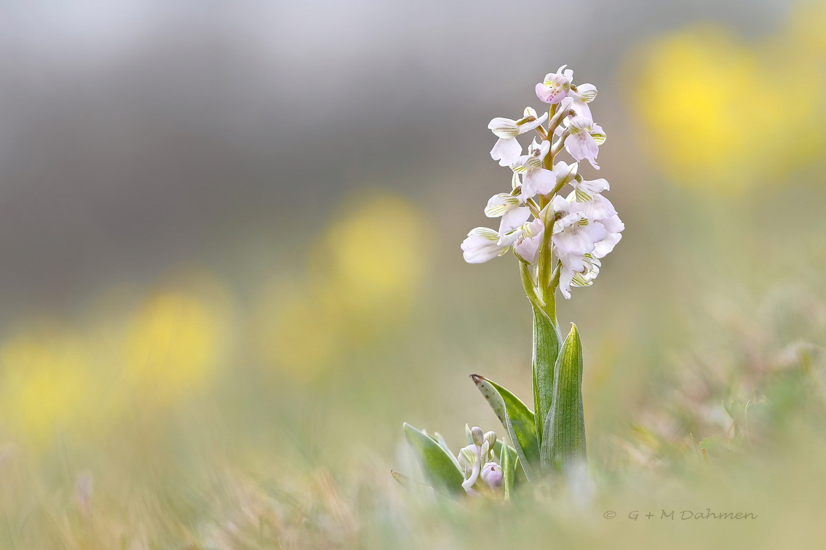 Kleines Knabenkraut (Orchis morio)