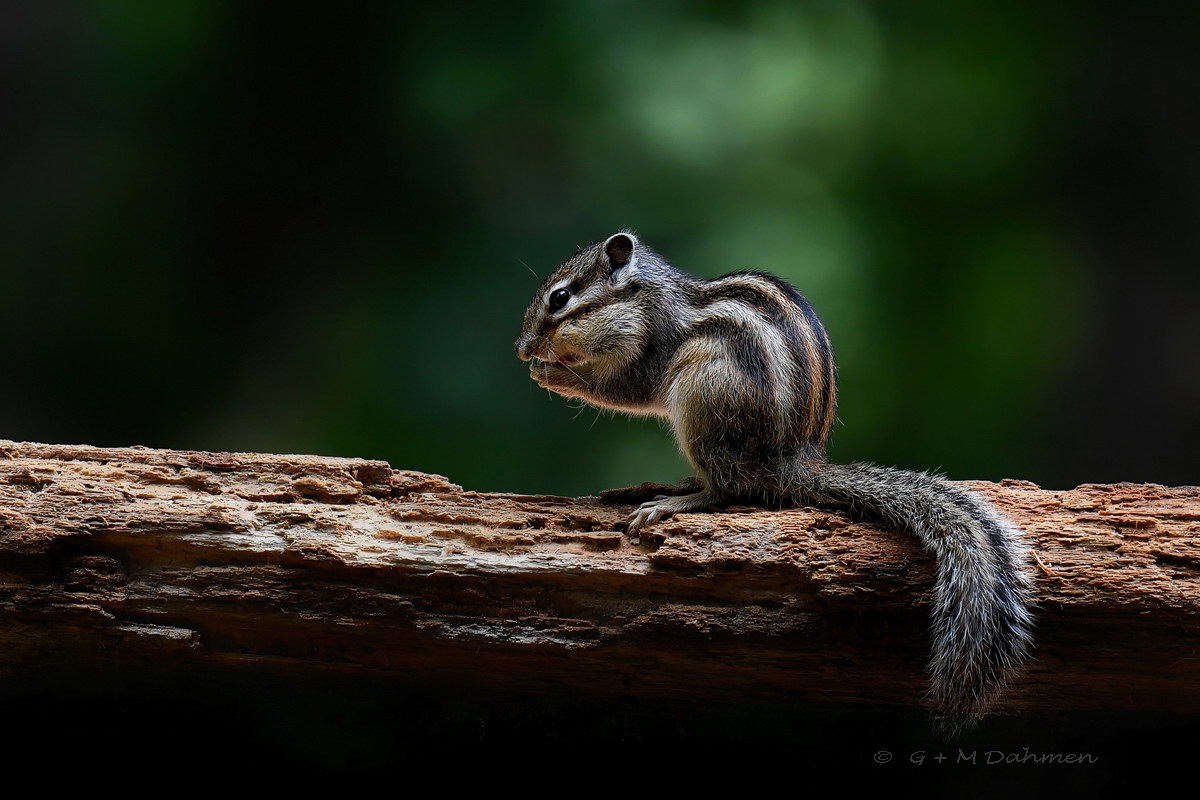 Sibirisches Streifenhörnchen