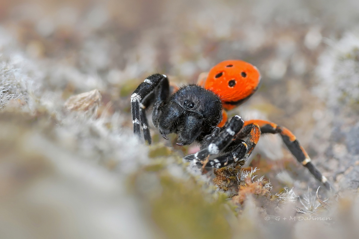 Rote Röhrenspinne