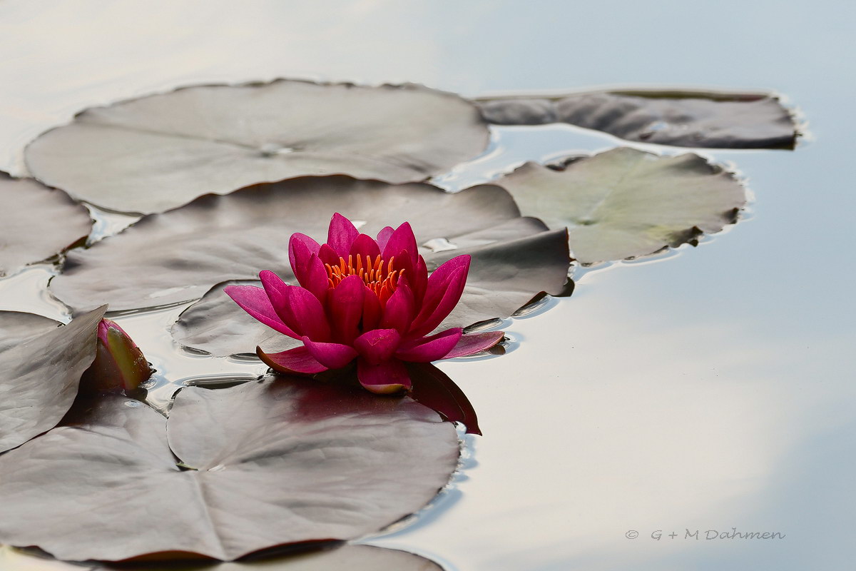 Seerose