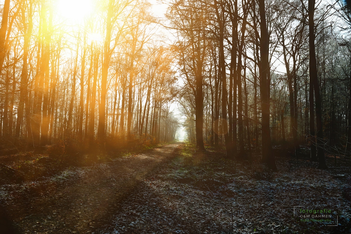 Morschenicher Wald