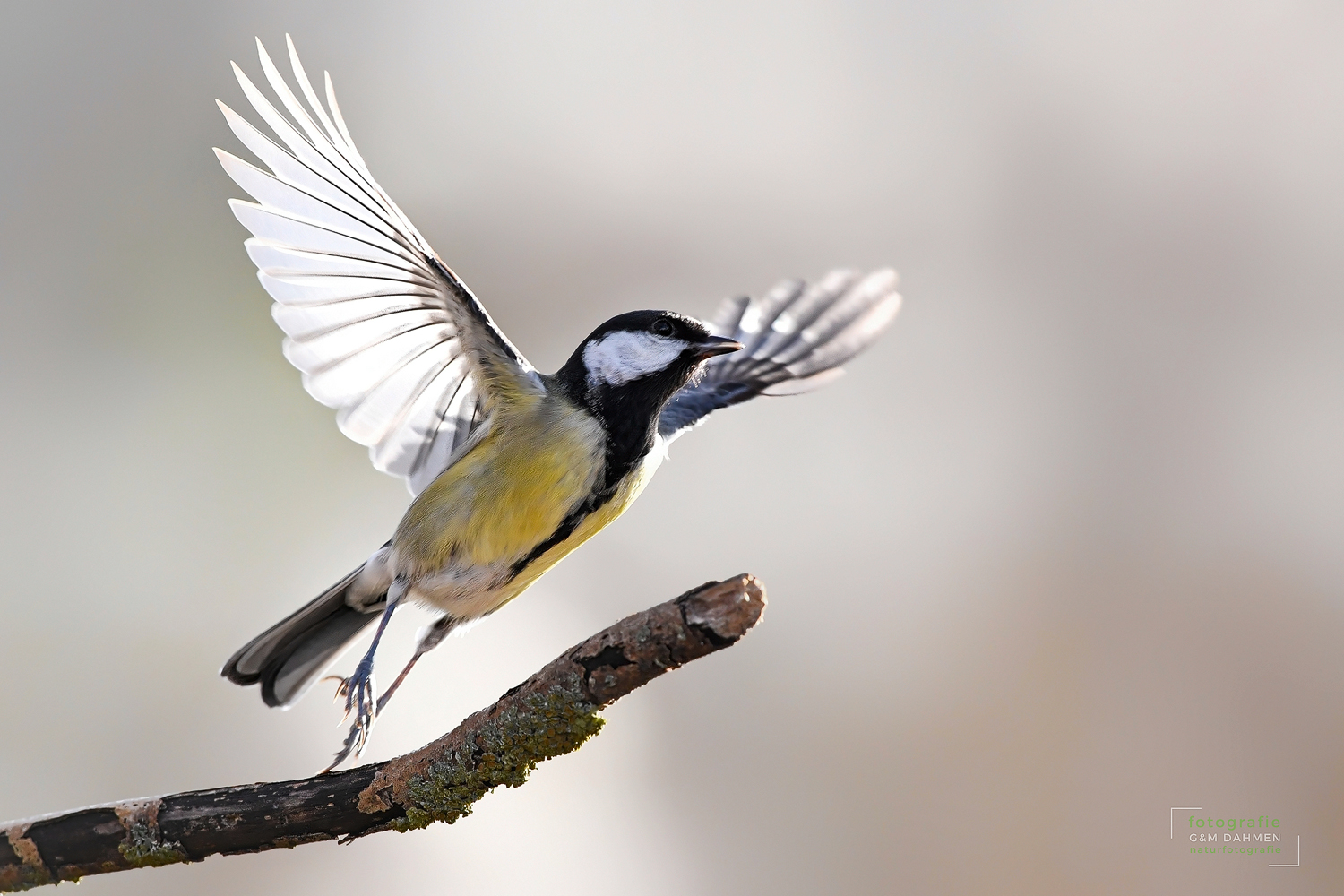 Kohlmeise im Flug