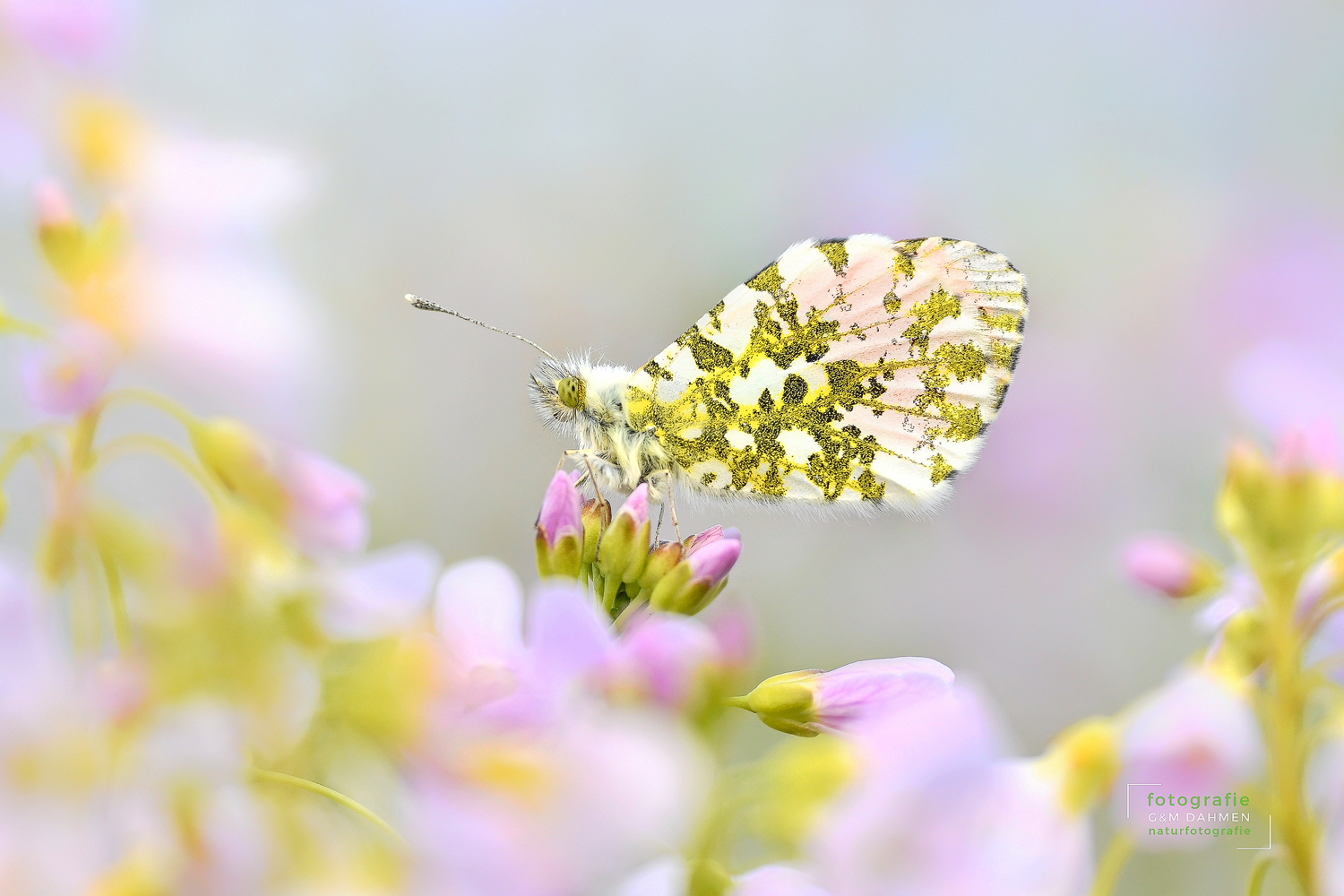 Aurorafalter (Anthocharis cardamines)