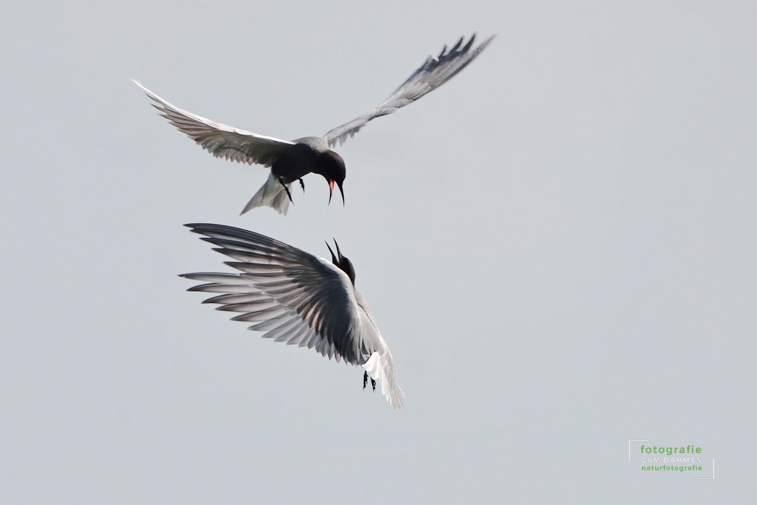 Trauerseeschwalben im Flug