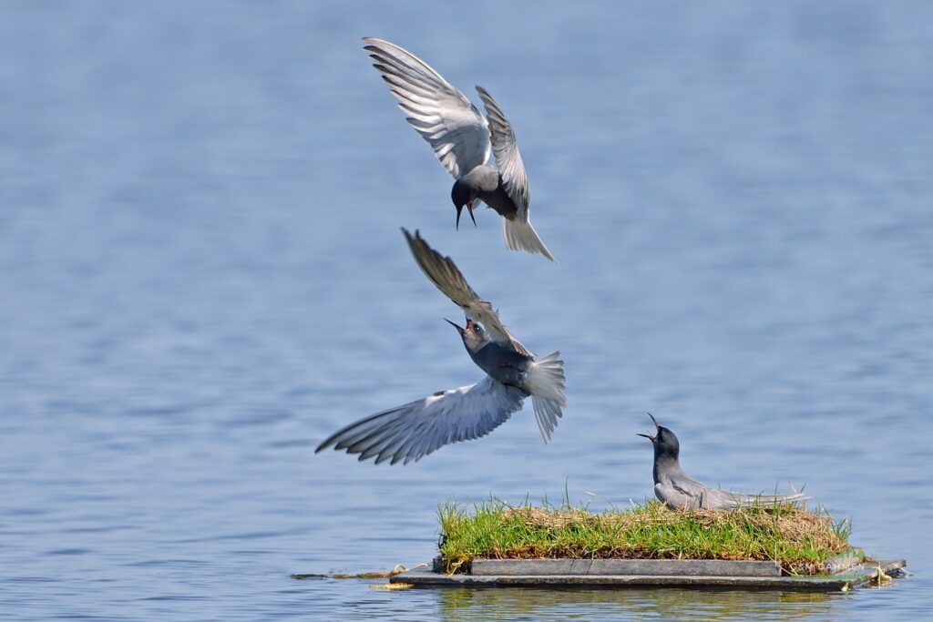 Trauerseeschwalbe Naturfotografie G&M Dahmen Bilder & Fotos