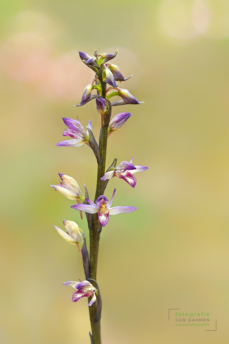 Violetter Dingel, Limodorum abortivum