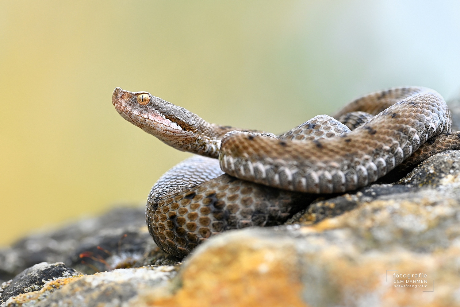 Aspisviper, Vipera aspis