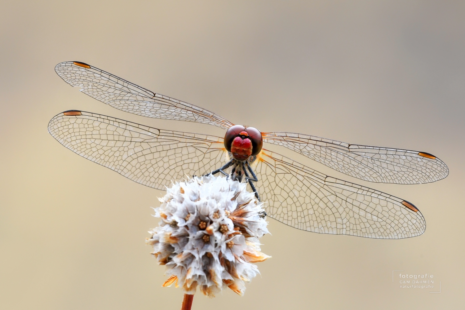 Blutrote Heidelibelle