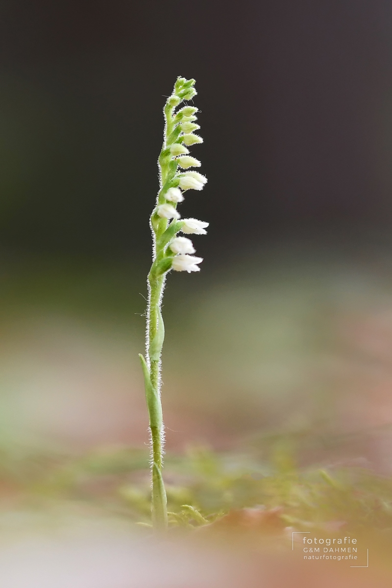 Kriechendes Netzblatt, Goodyera repens