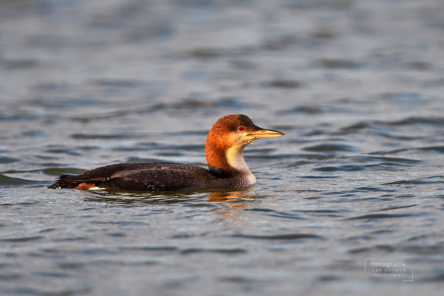 Prachttaucher, Gavia arctica
