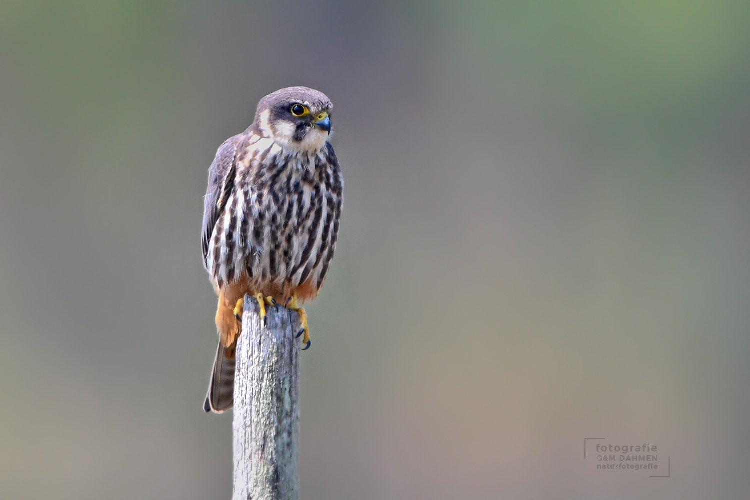 Baumfalke (Falco subbuteo)