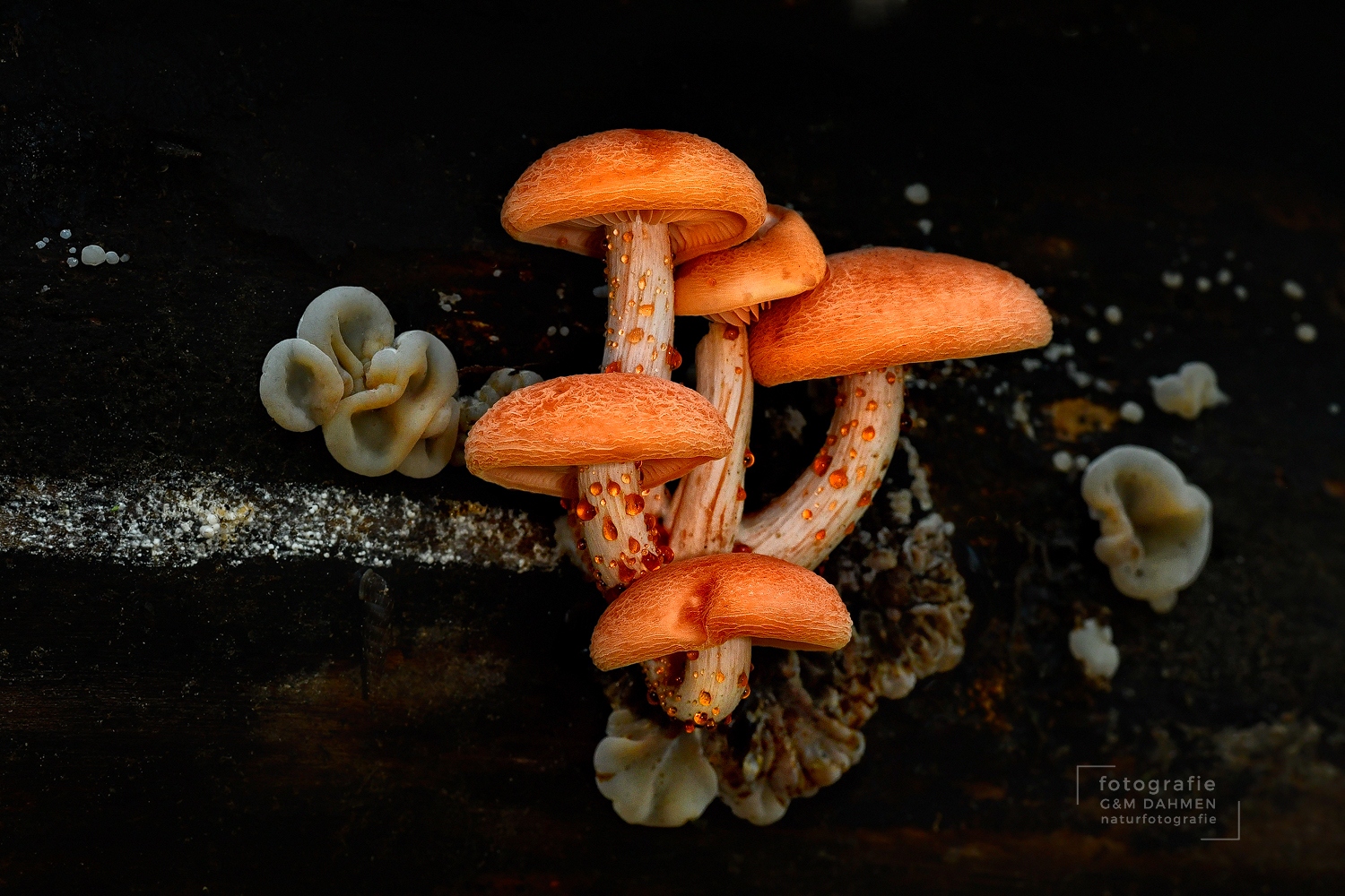 Rhodotus palmatus