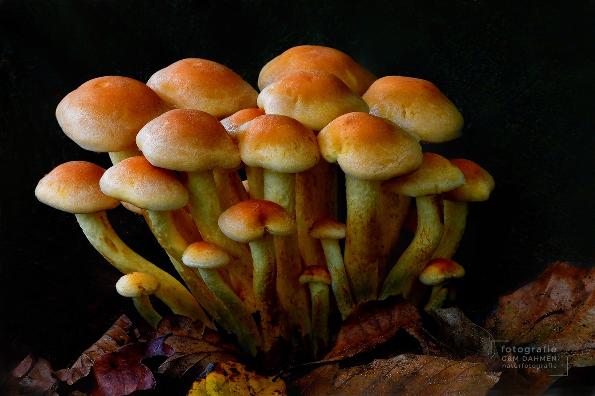 Schwefelköpfe