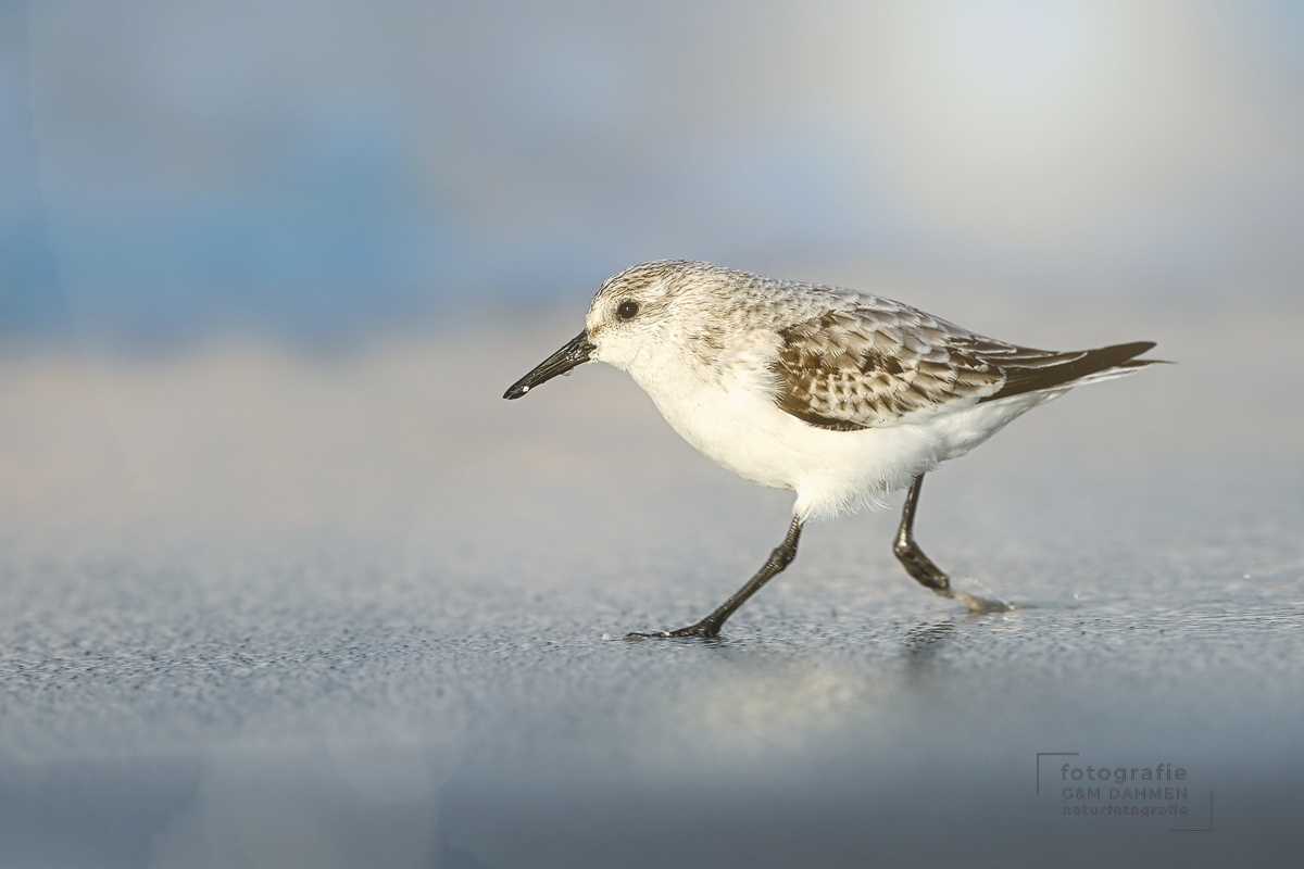 Sanderling