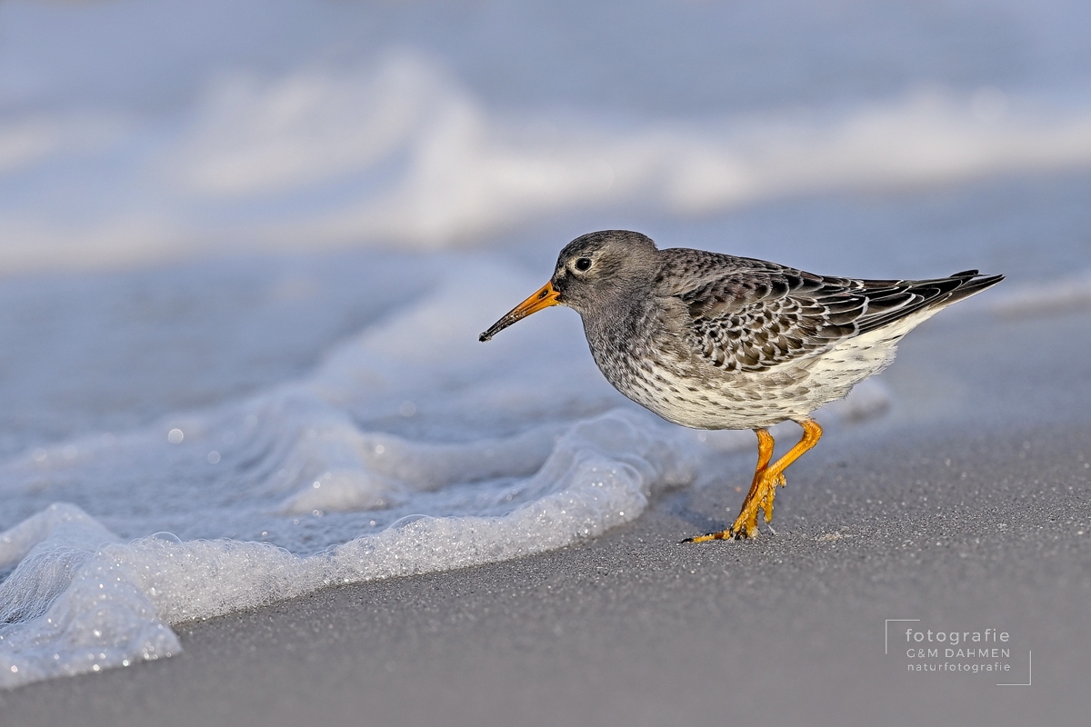 Meerstrandläufer