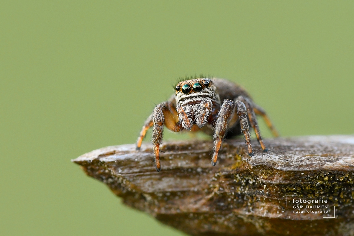 Springspinne