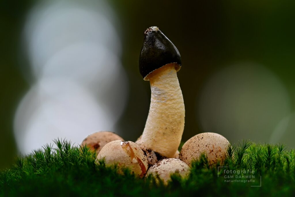 Stinkmorchel