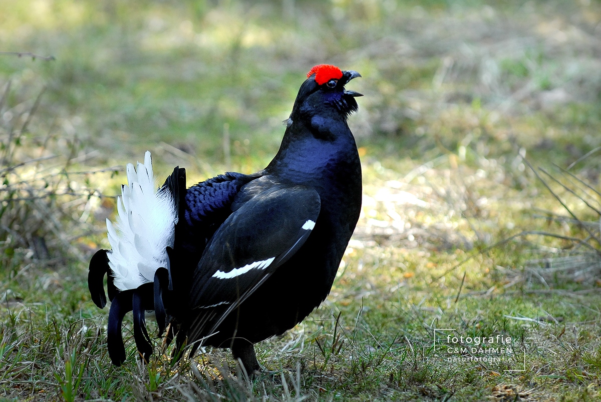 Birkhuhn
