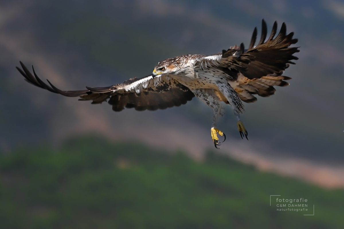 Habichtsadler