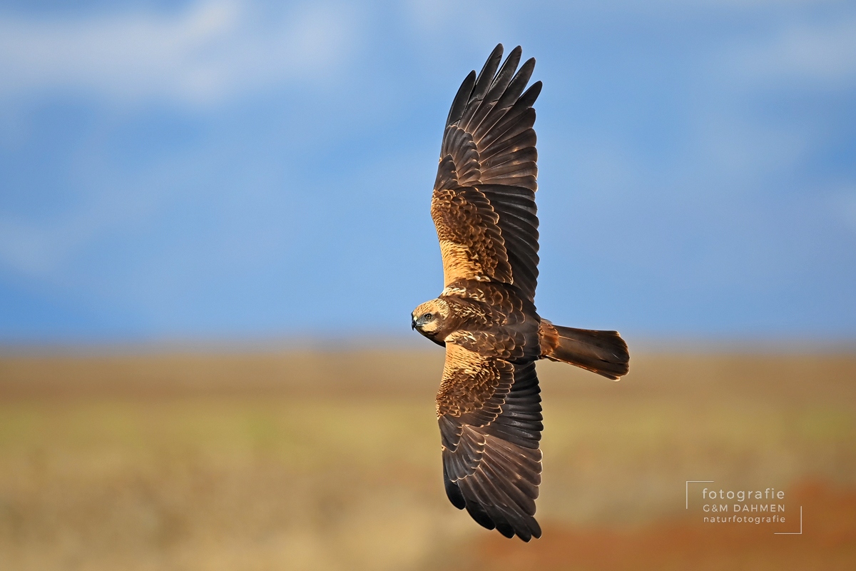 Habicht im Flug