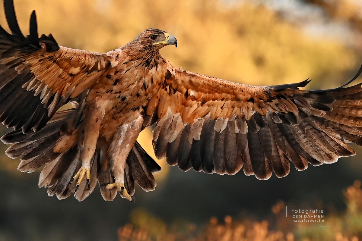 Spanischer Kaiseradler