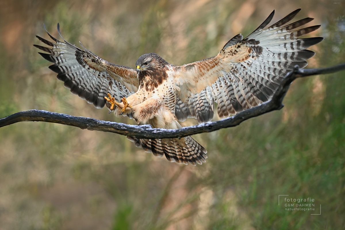 Mäusebussard