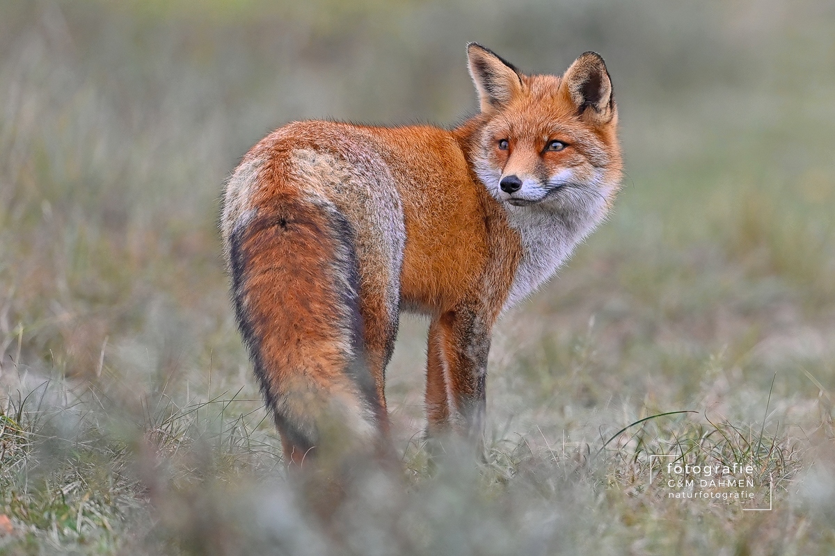 Fuchs