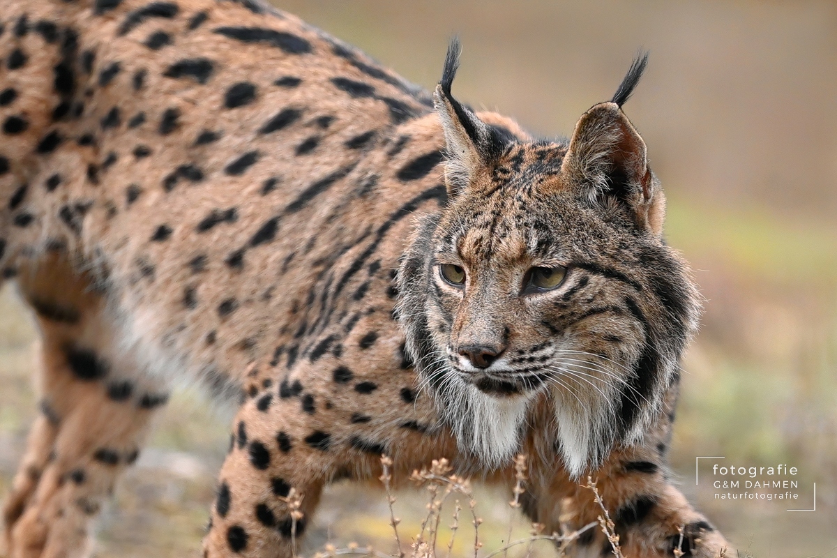 Pardelluchs, Iberischer Luchs