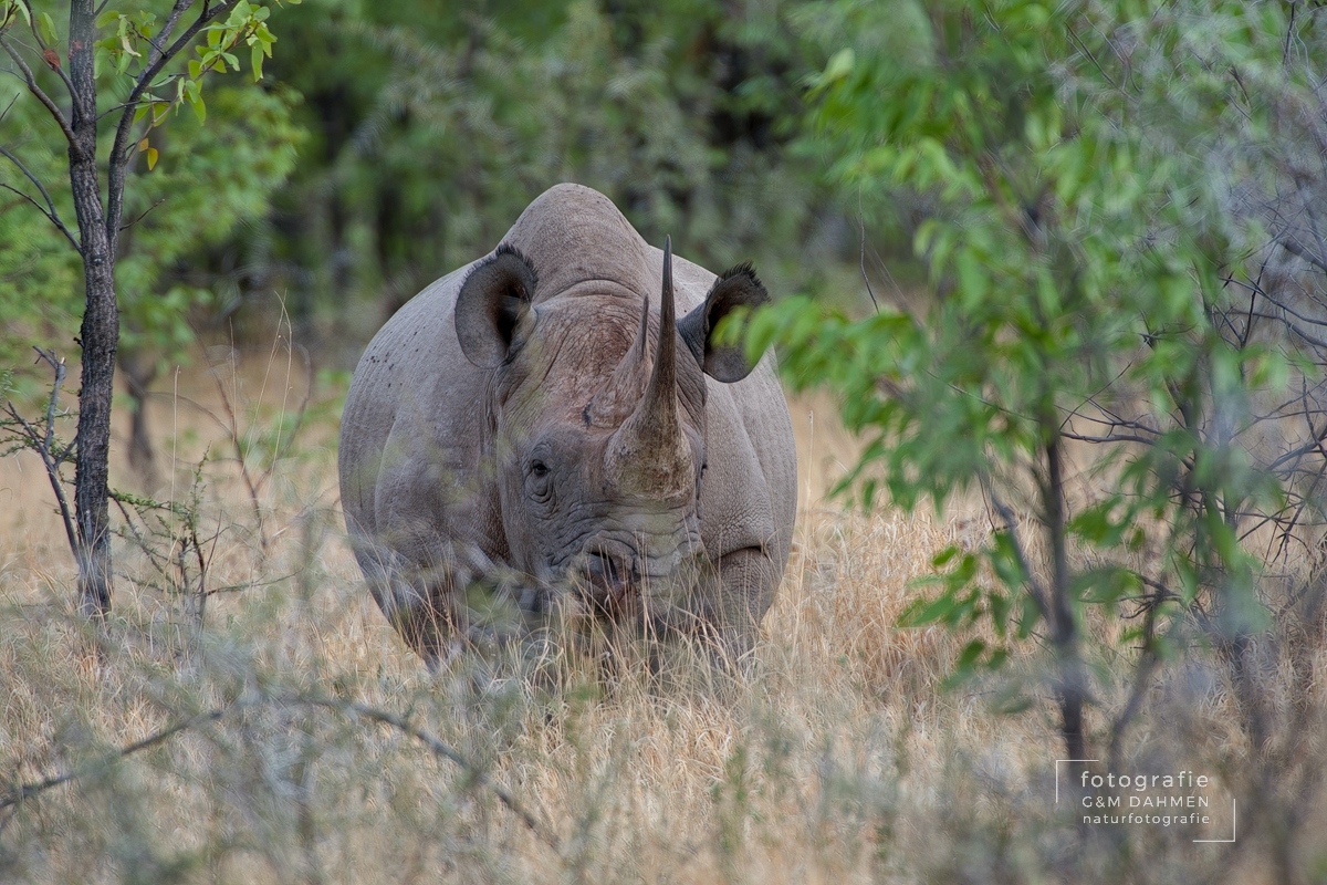 Spitzmaulnashorn