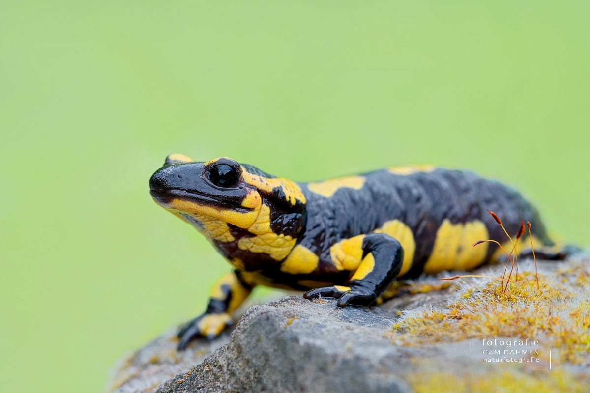Feuersalamander