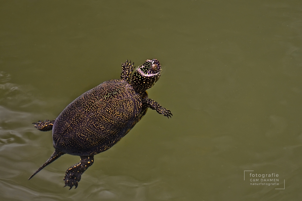 Europäische Sumpfschildkröte