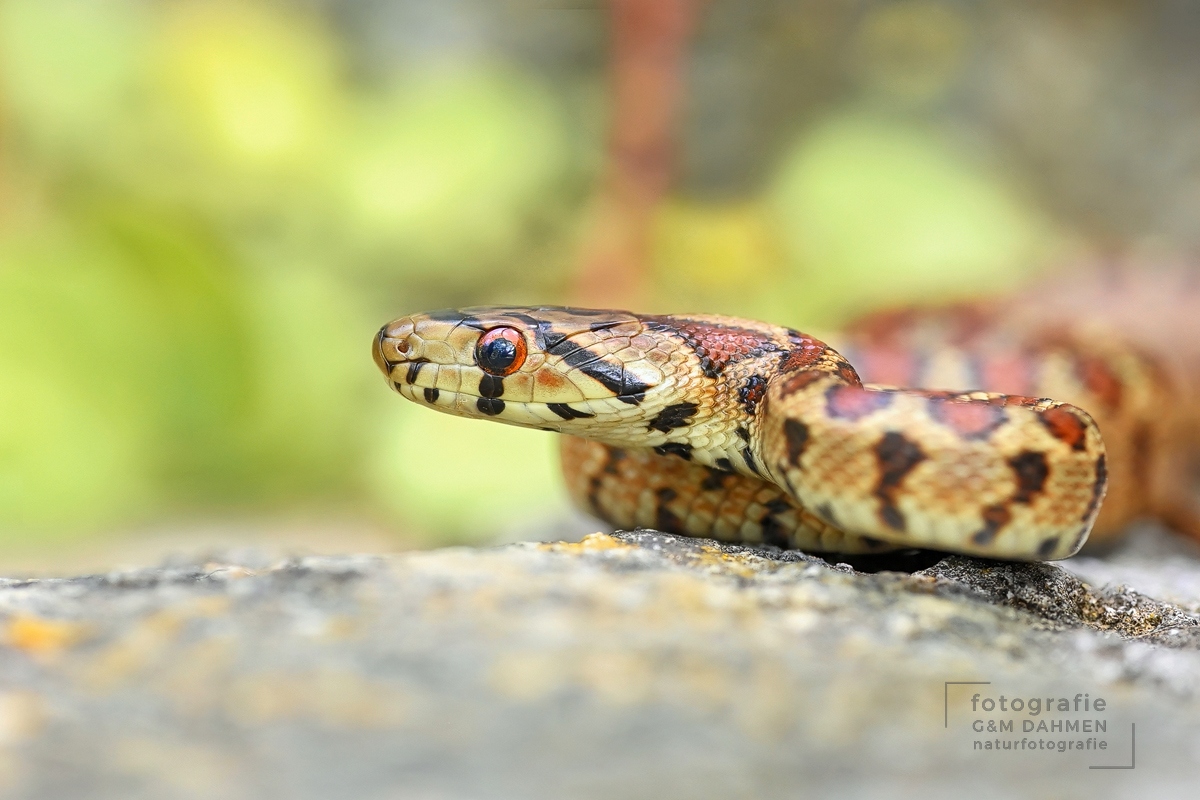 Leopardnatter