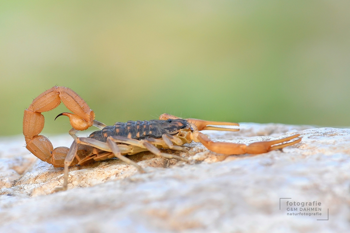 Gemeiner Skorpion